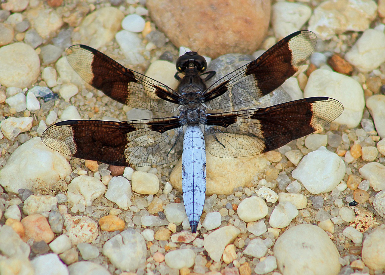 Image - insect dragonfly nature wildlife