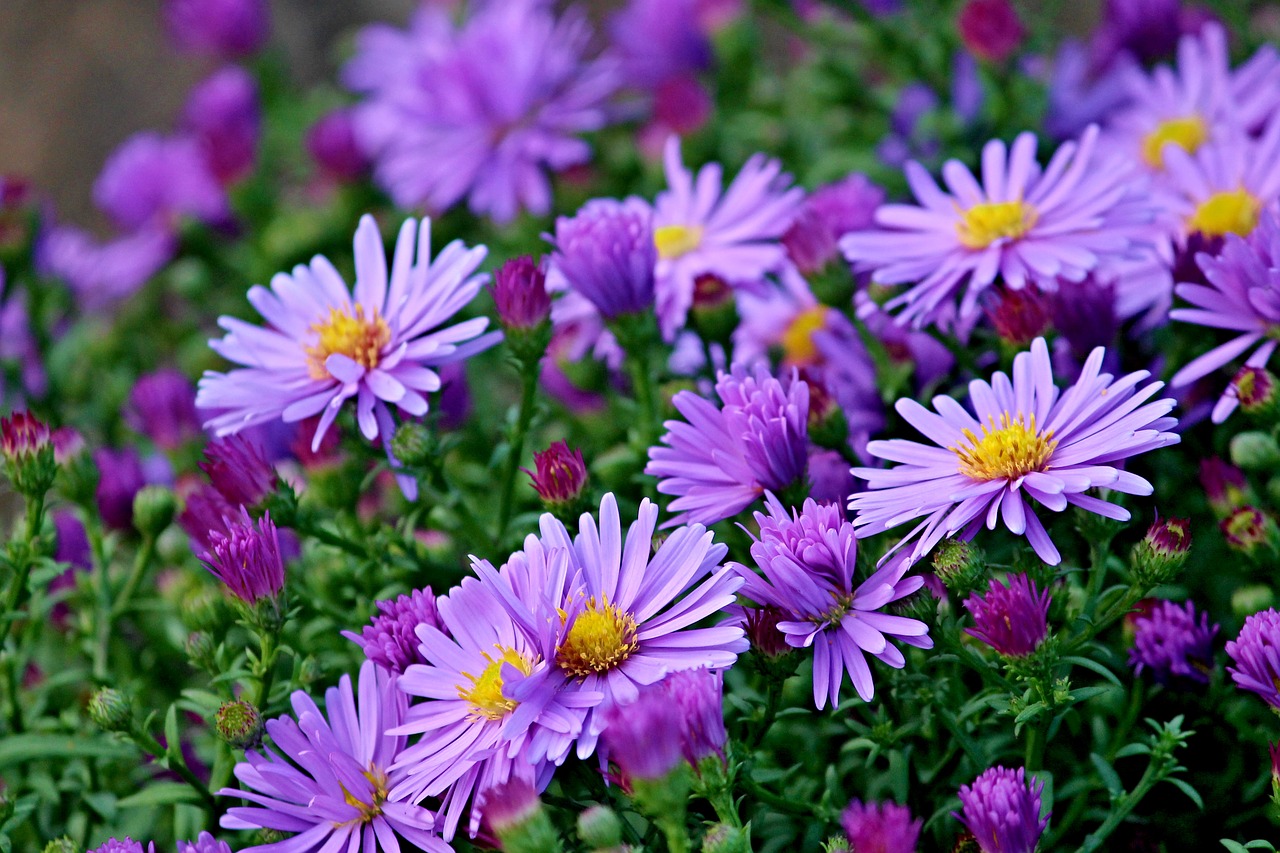 Image - herbstastern asters autumn flowers