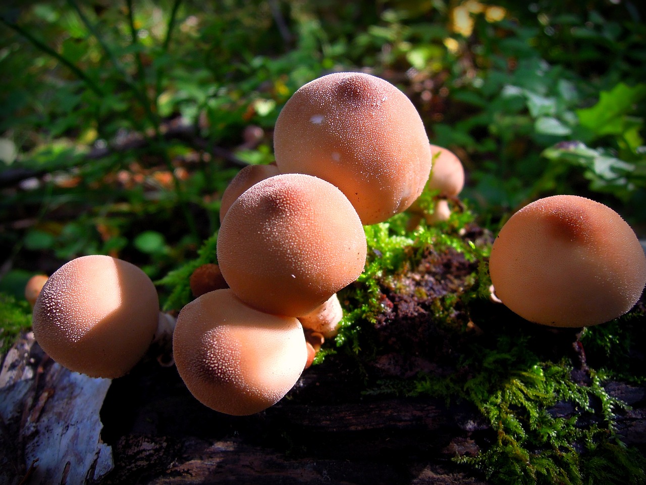 Image - rain cover mushrooms grebes nature