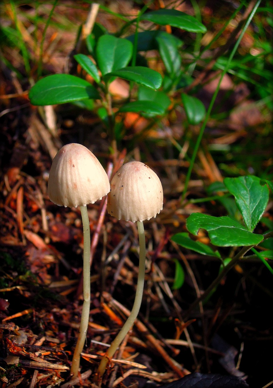 Image - mycena mushrooms grebes nature