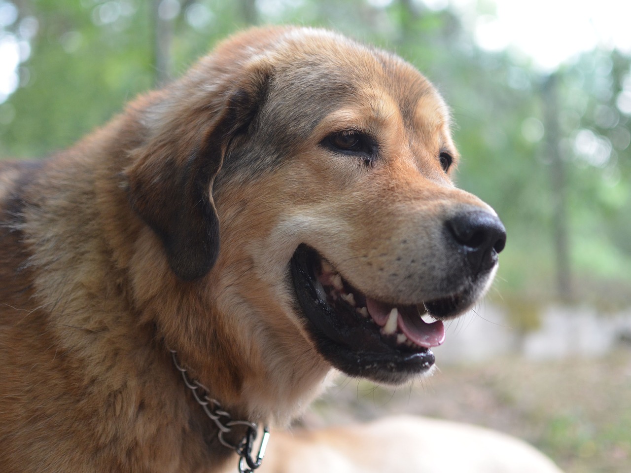 Image - dog mastiff tibet animal pet