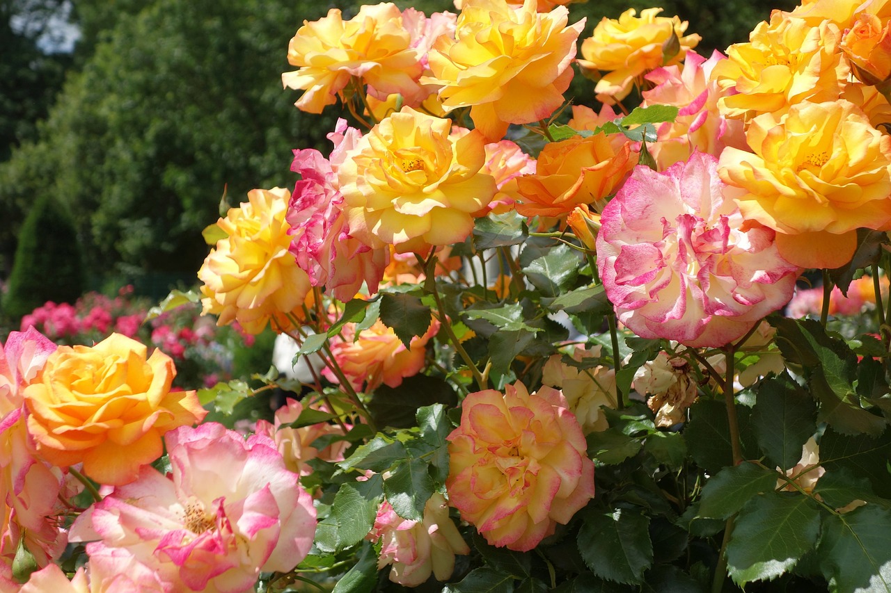 Image - roses rose garden hadamar