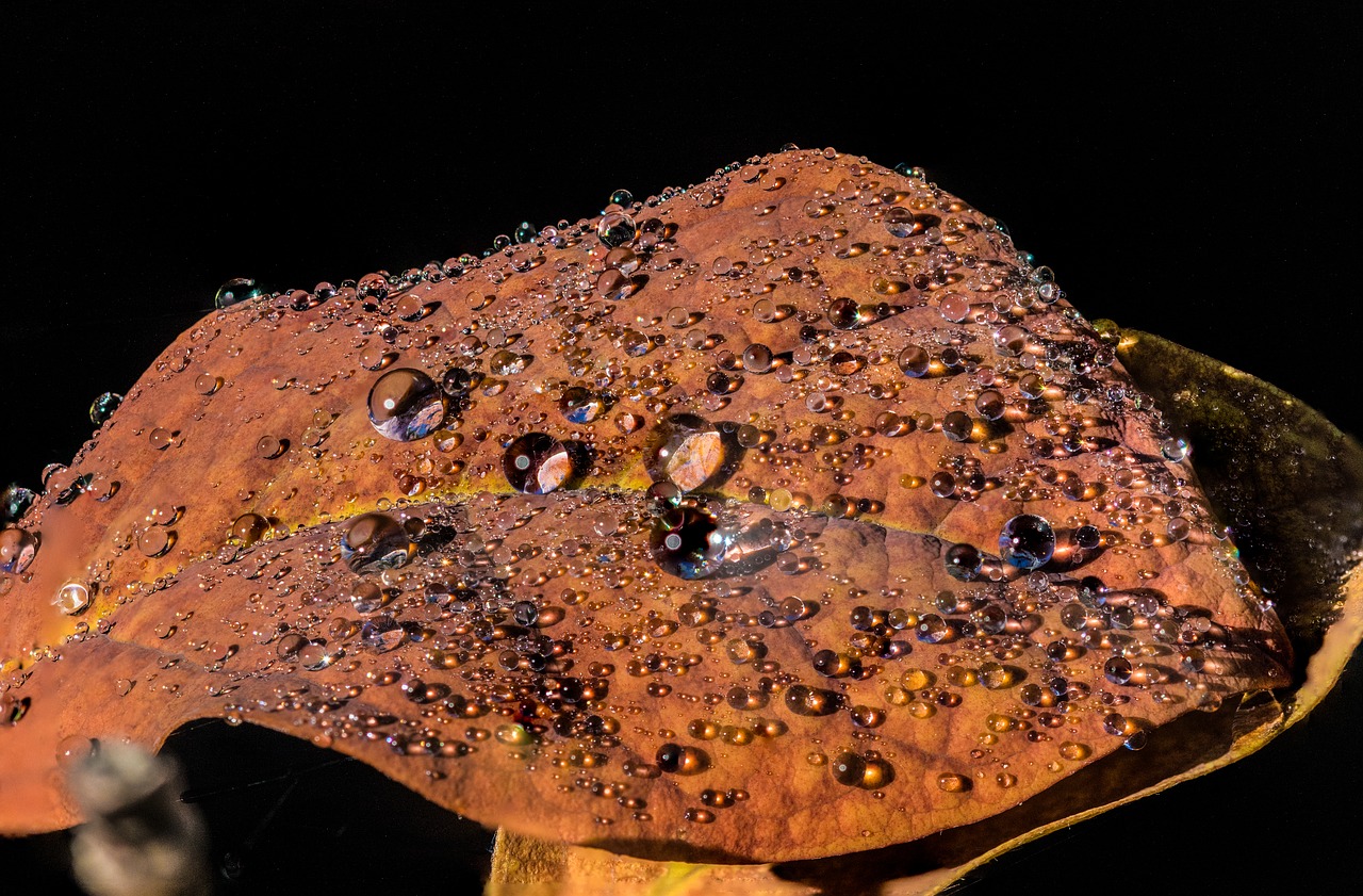 Image - leaf leaves fall foliage autumn