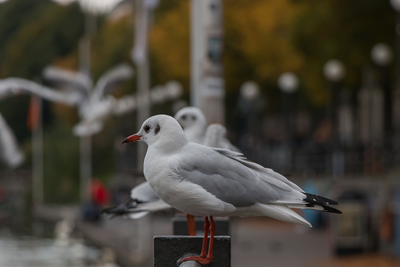 Image - seagull hamburg alster city