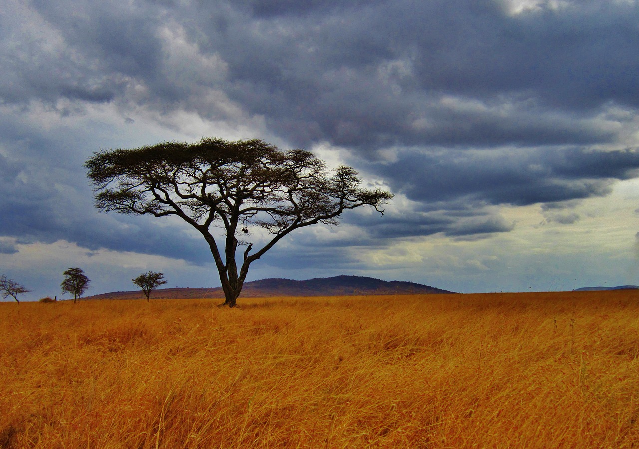Image - acacia tree tanzania safari