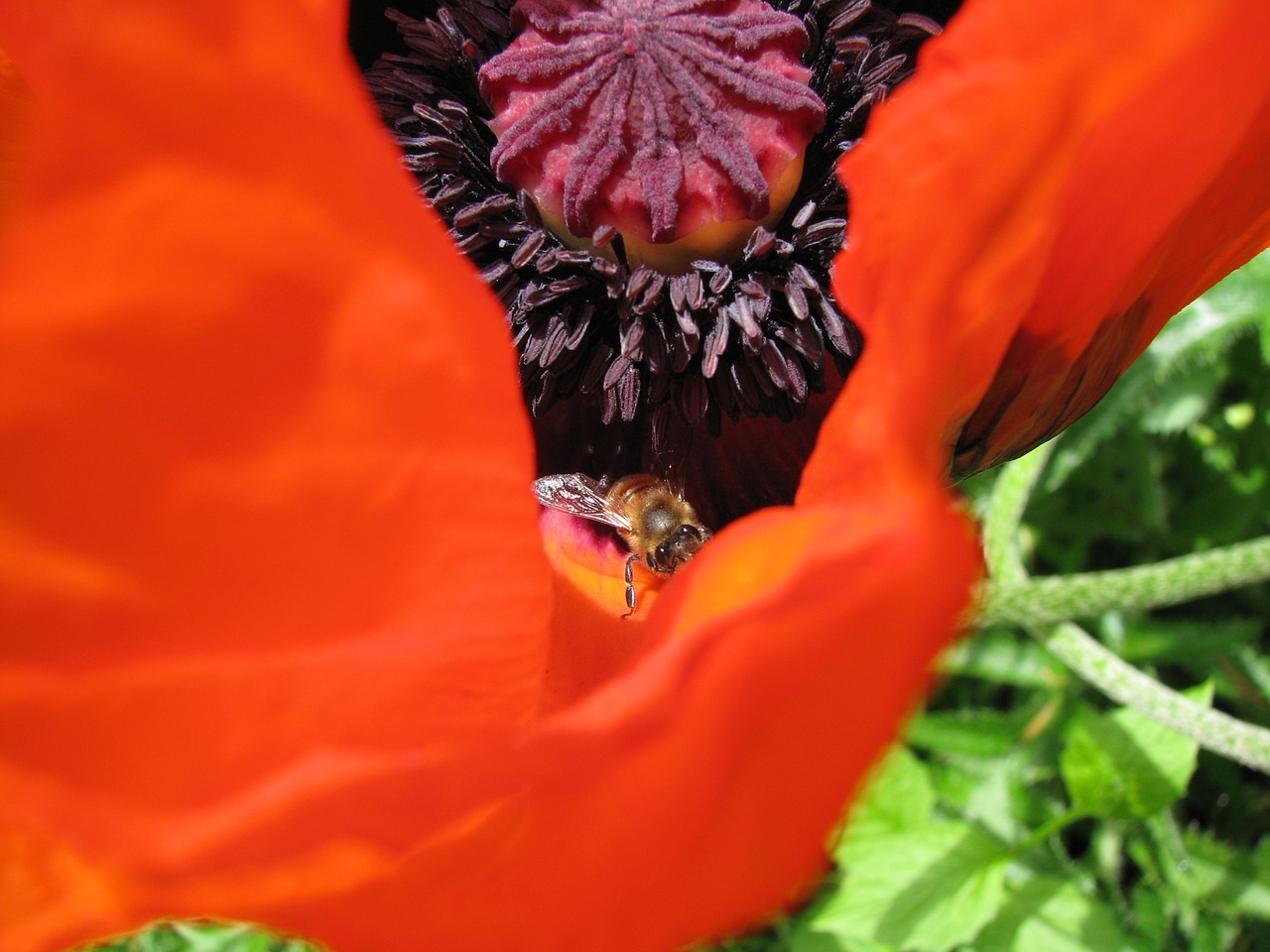 Image - poppy flower pollination nature