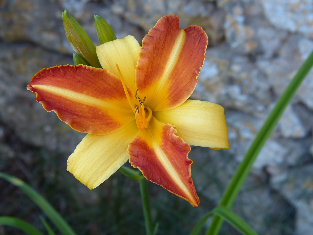 Image - lily summer flower iris bloom