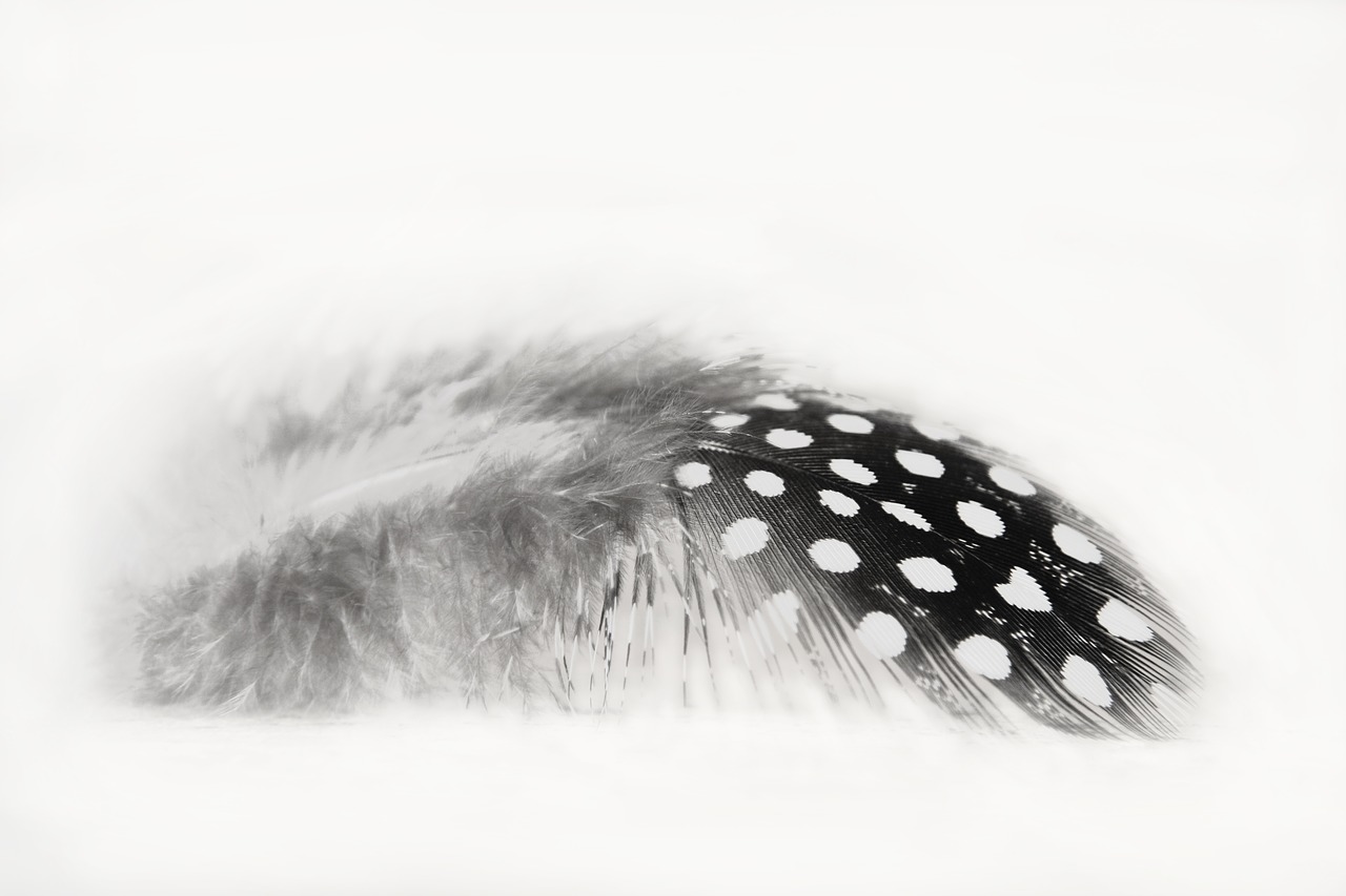 Image - feather black w white nature