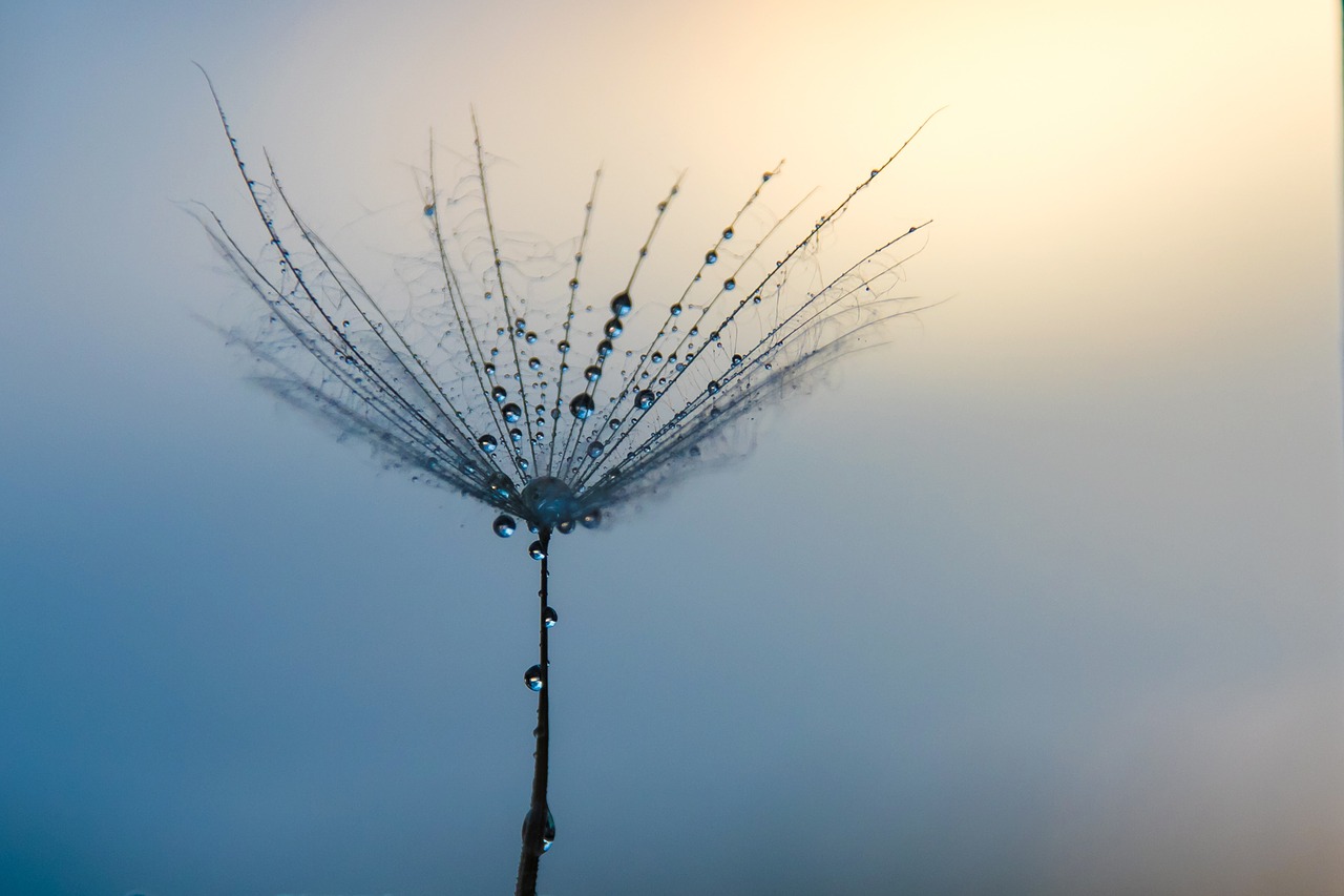 Image - dandelion water drop sunset water