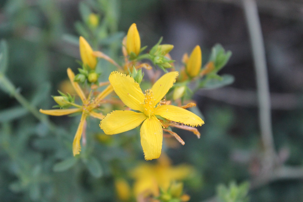 Image - yellow flower kocaeli