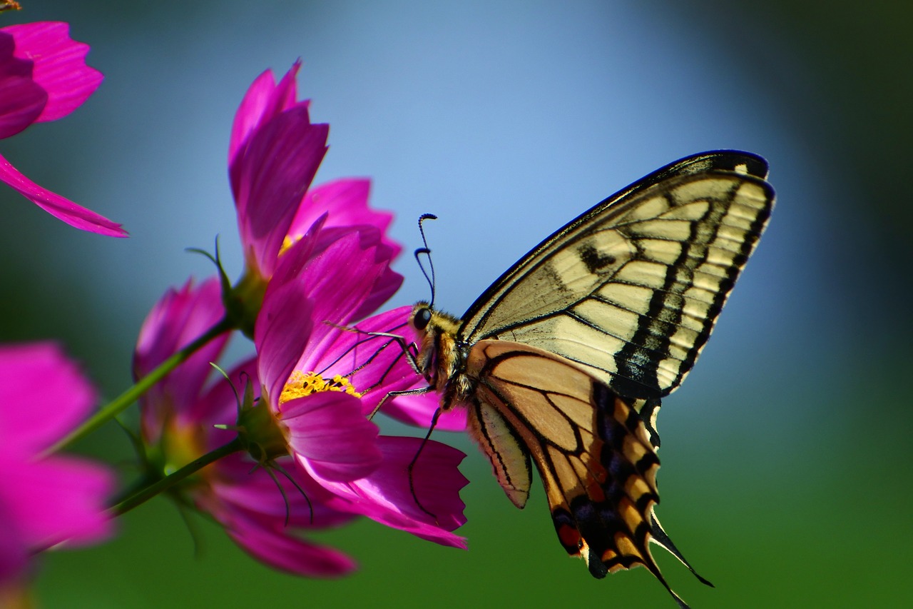 Image - natural landscape plant flowers