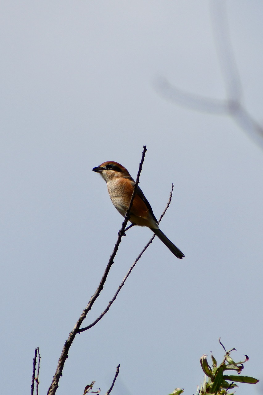 Image - animal twigs little bird shrike