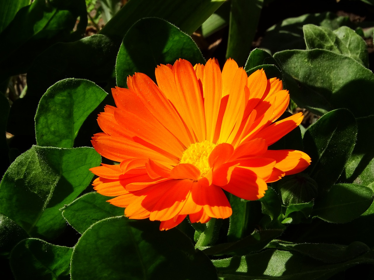 Image - flower nature orange small flower