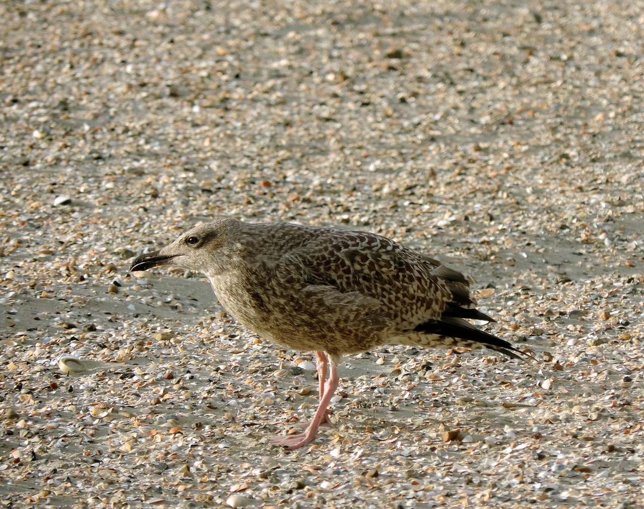 Image - seagull herring gull young bird