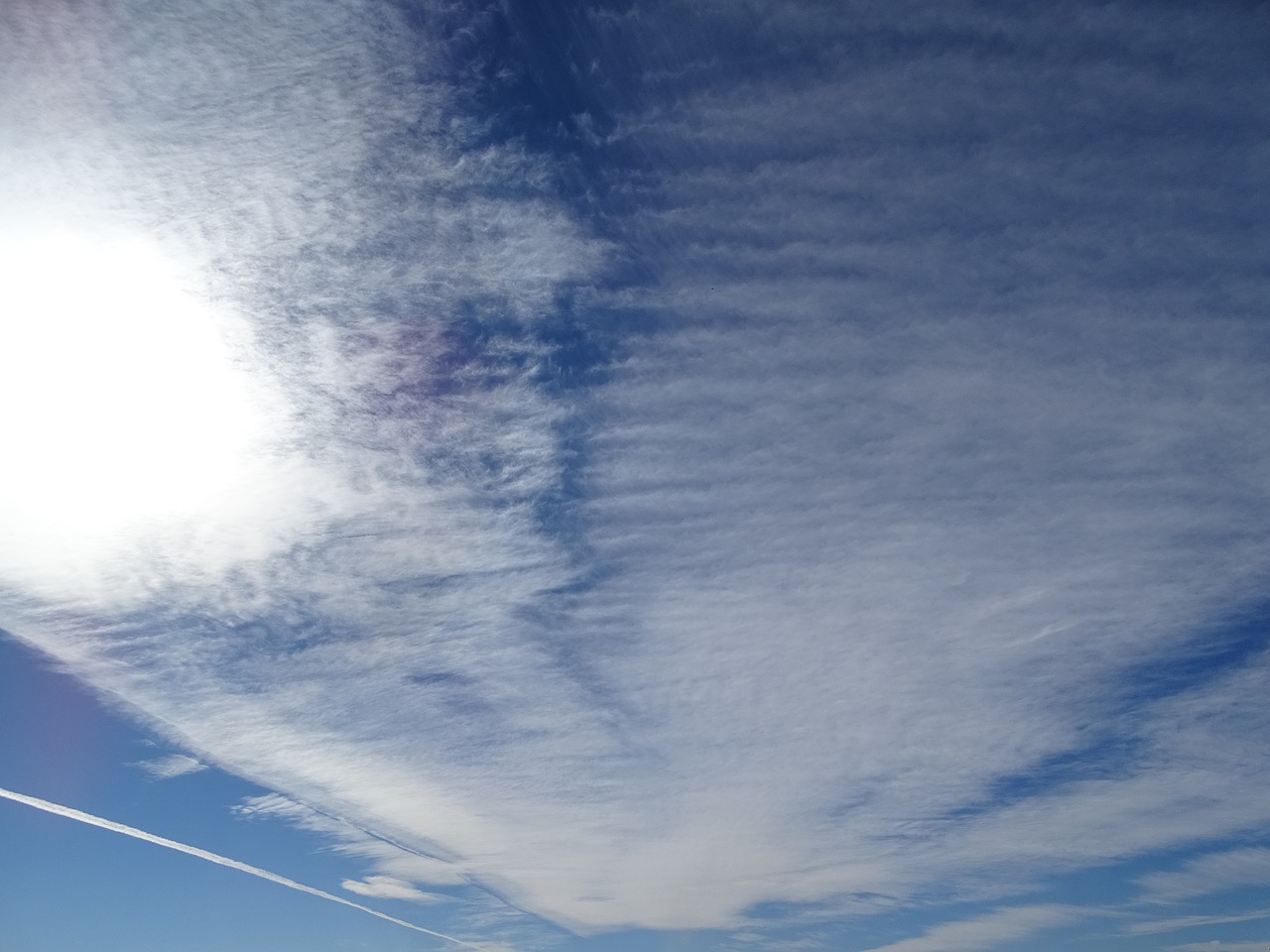 Image - sky fern natural wonders light