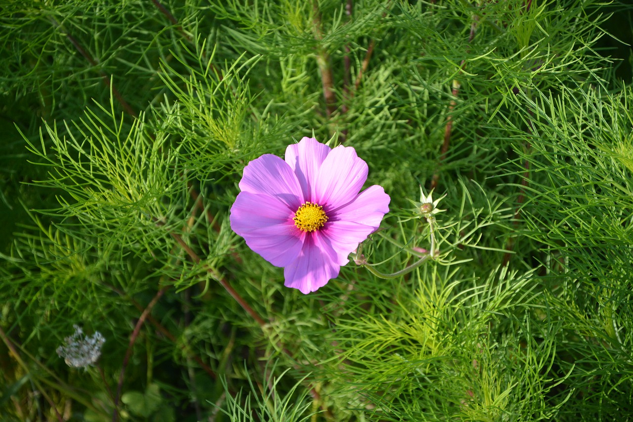 Image - flower flowers color pink green