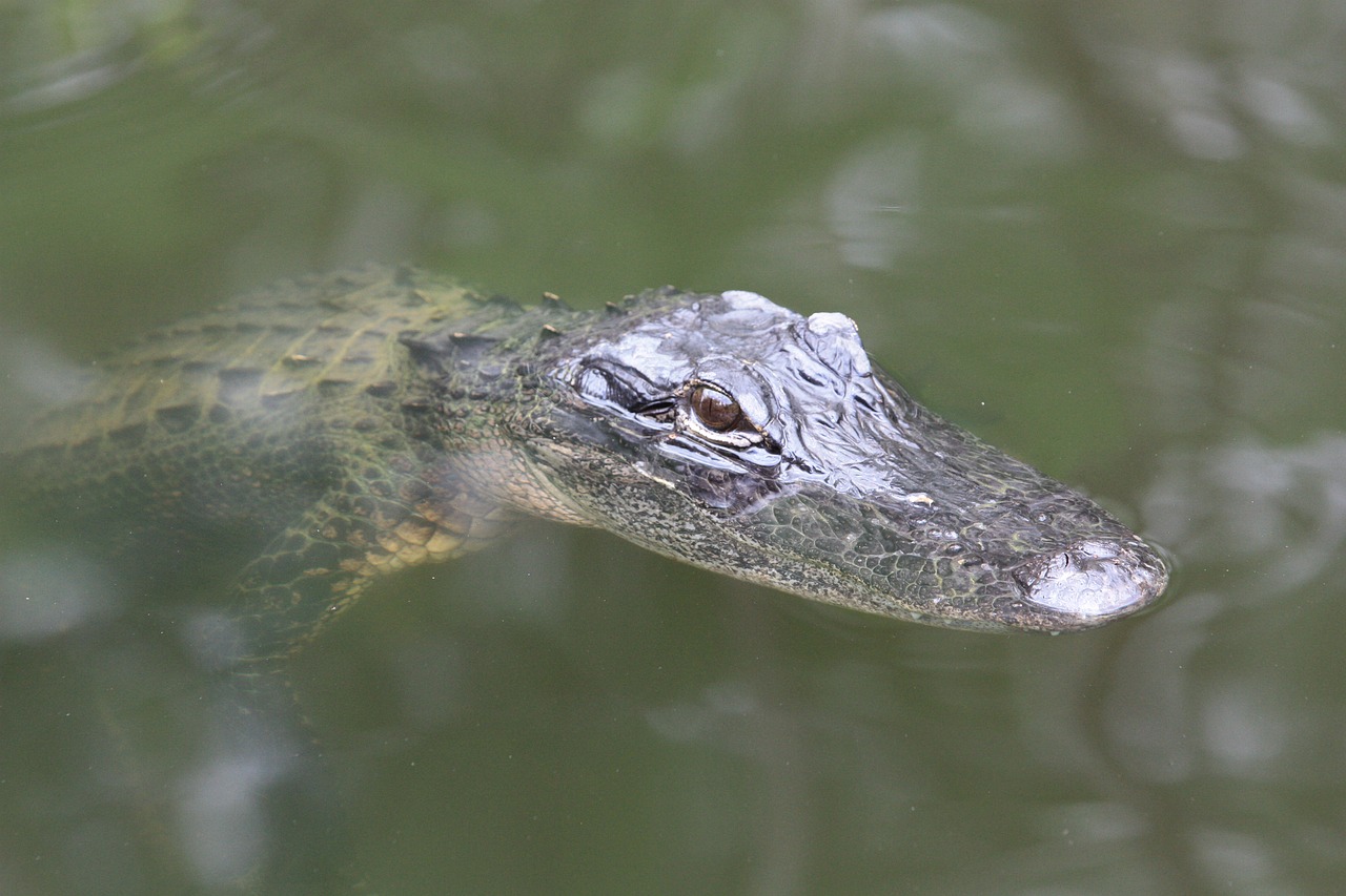 Image - alligator florida baby alligator