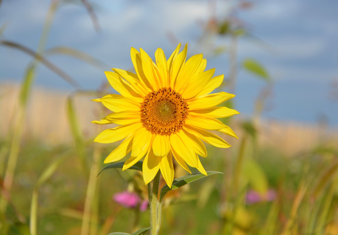 Image - yellow flower sunflower