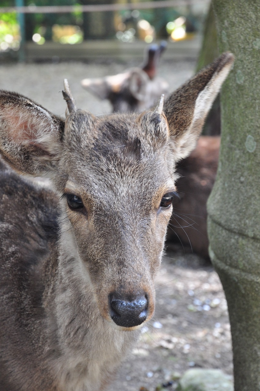 Image - deer xie head