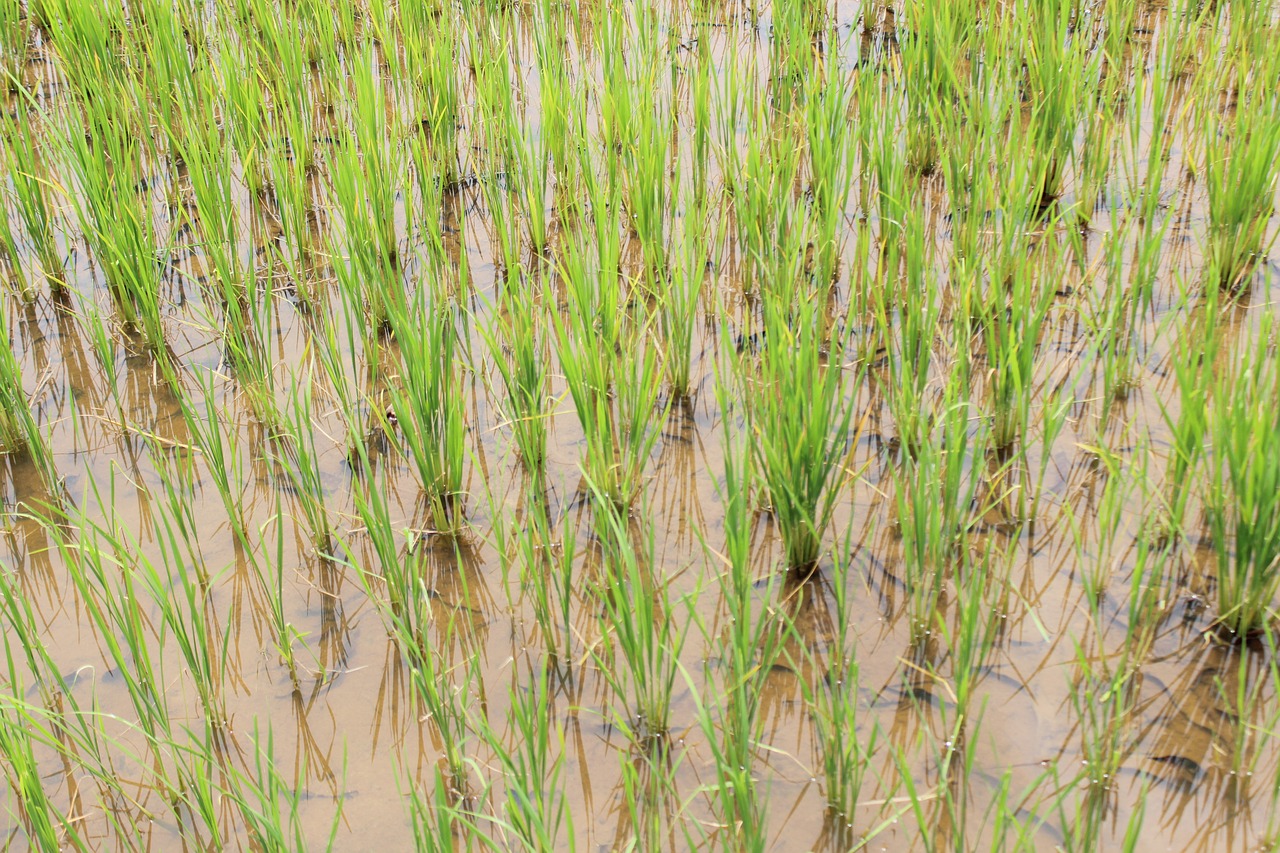 Image - rice farming agriculture plant