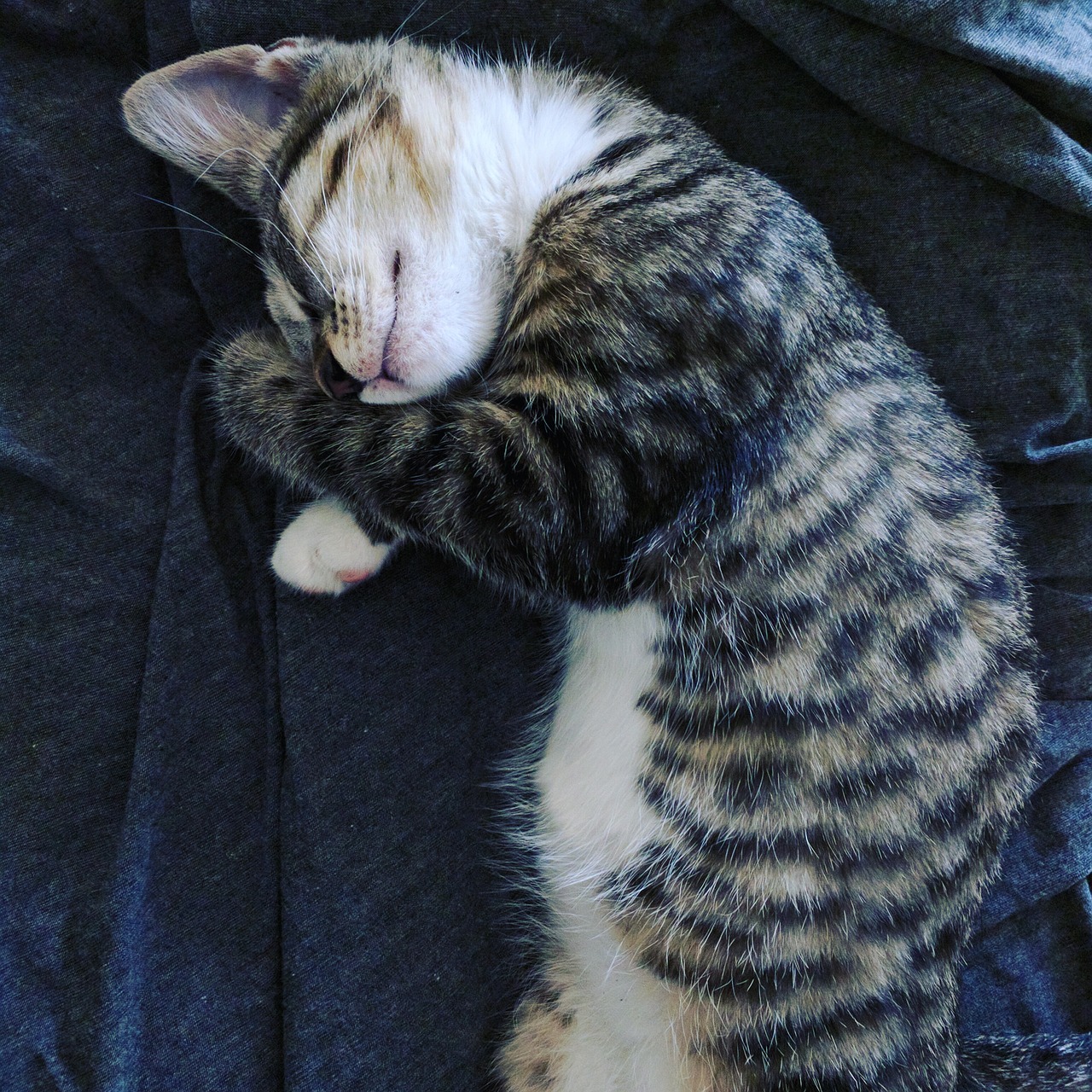 Image - kitten sleeping cat cute pet