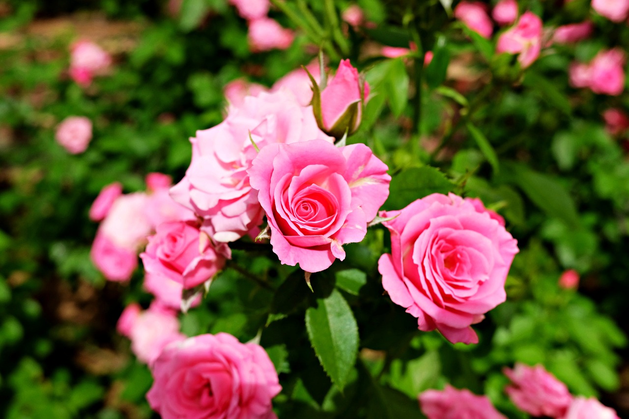 Image - rose garden flower longwood garden