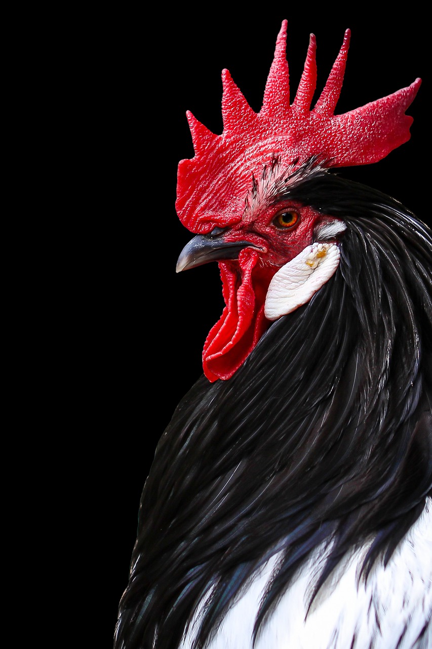 Image - rooster cockerel chicken bird