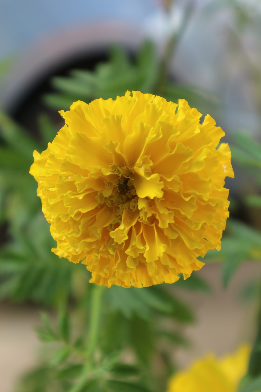 Image - marigold nature yellow pretty