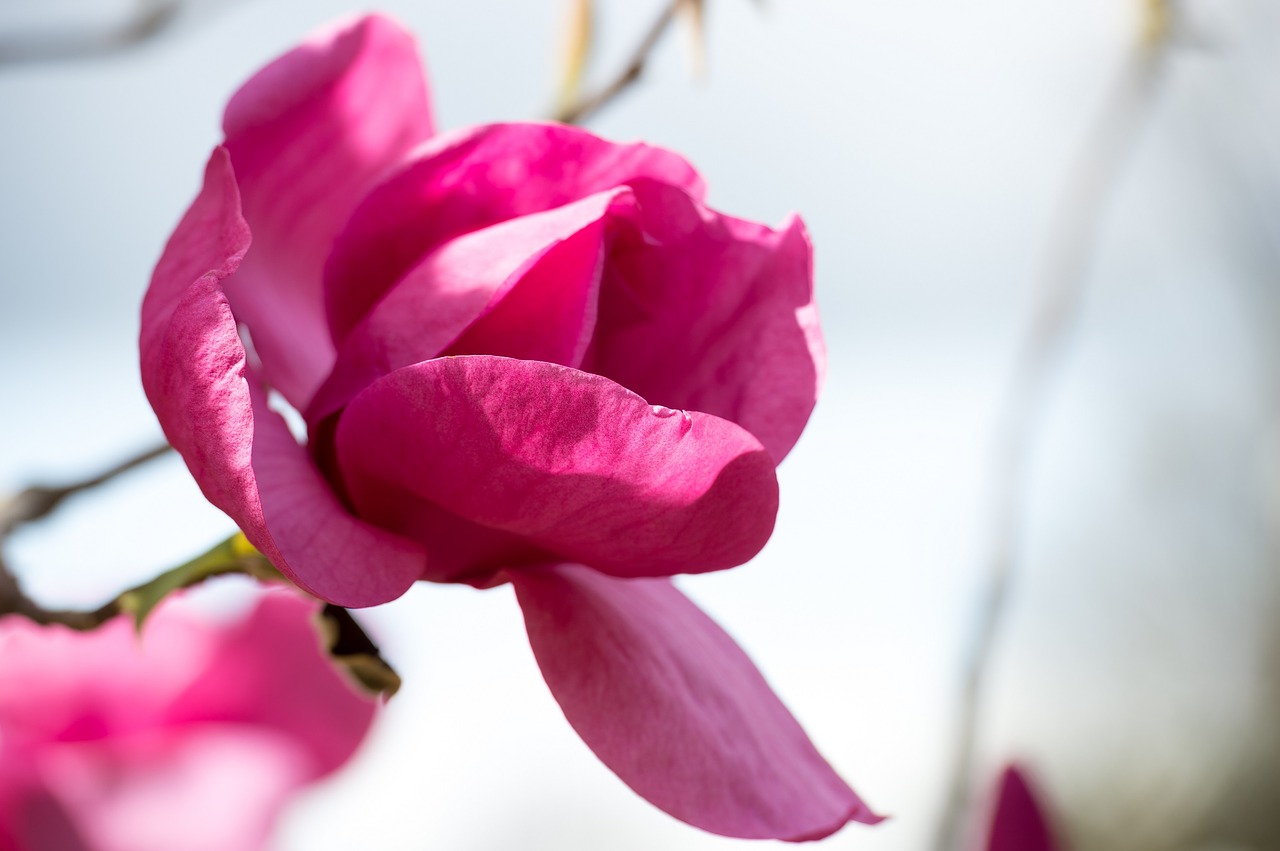 Image - magnolia pink magenta spring
