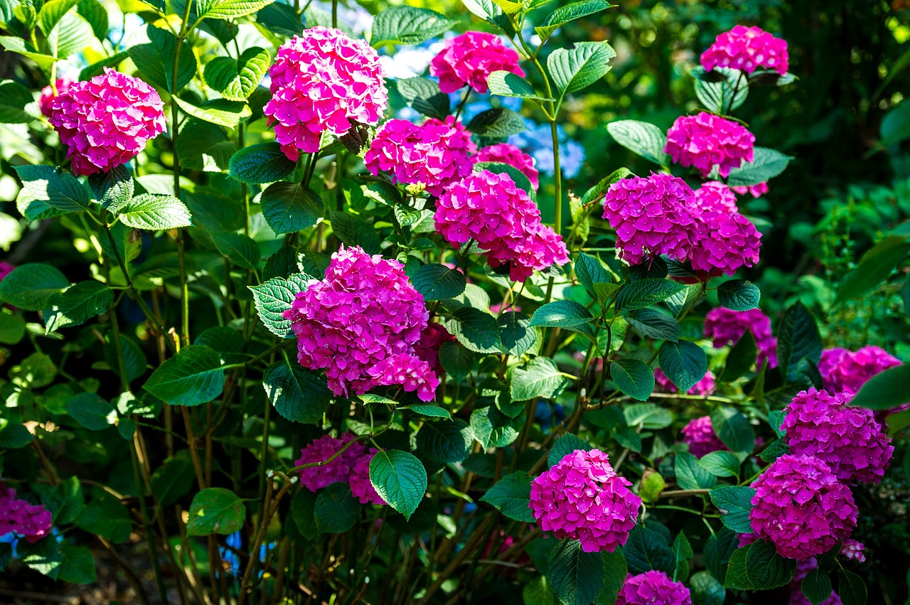 Image - hydrangea flowers hot pink pink