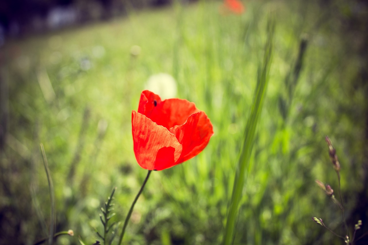 Image - spring flowers nature maki