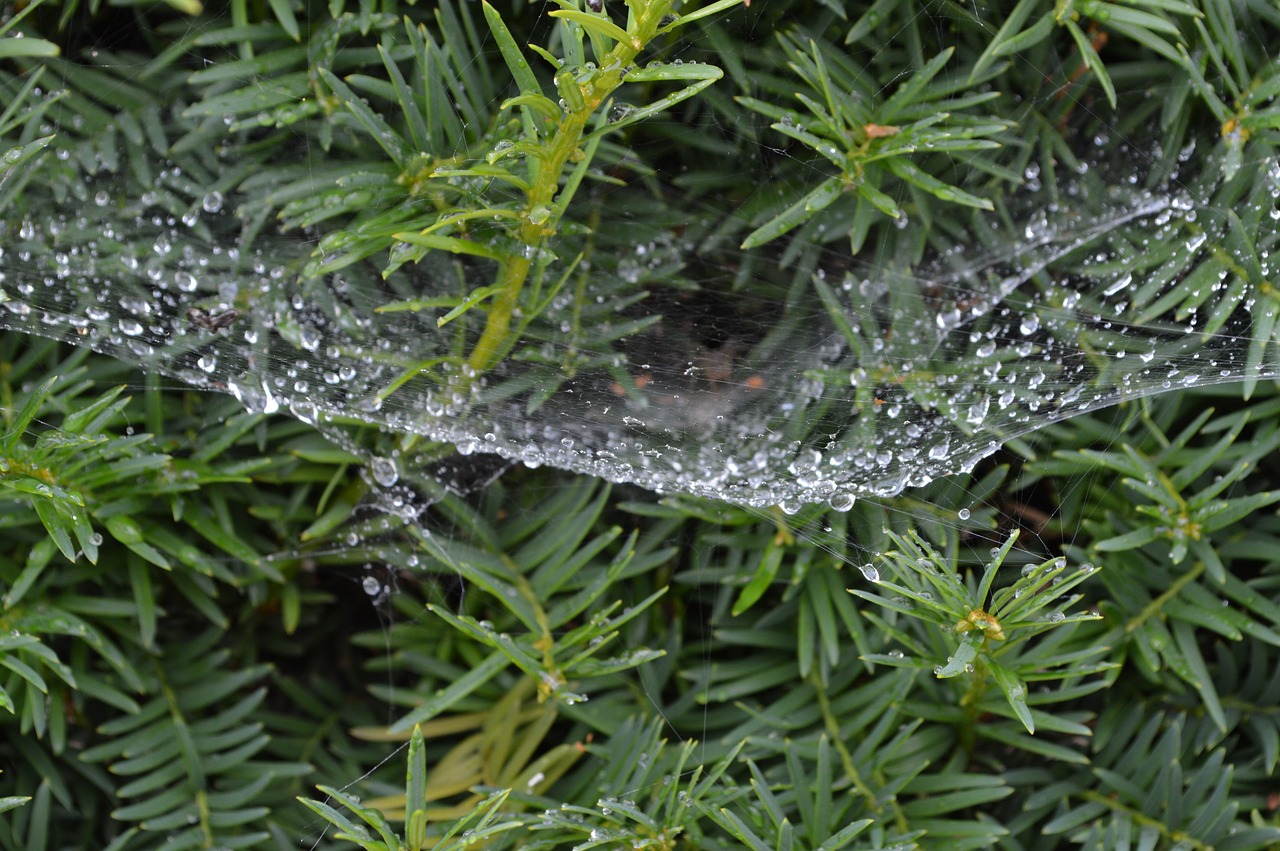 Image - drops spider web green trees water