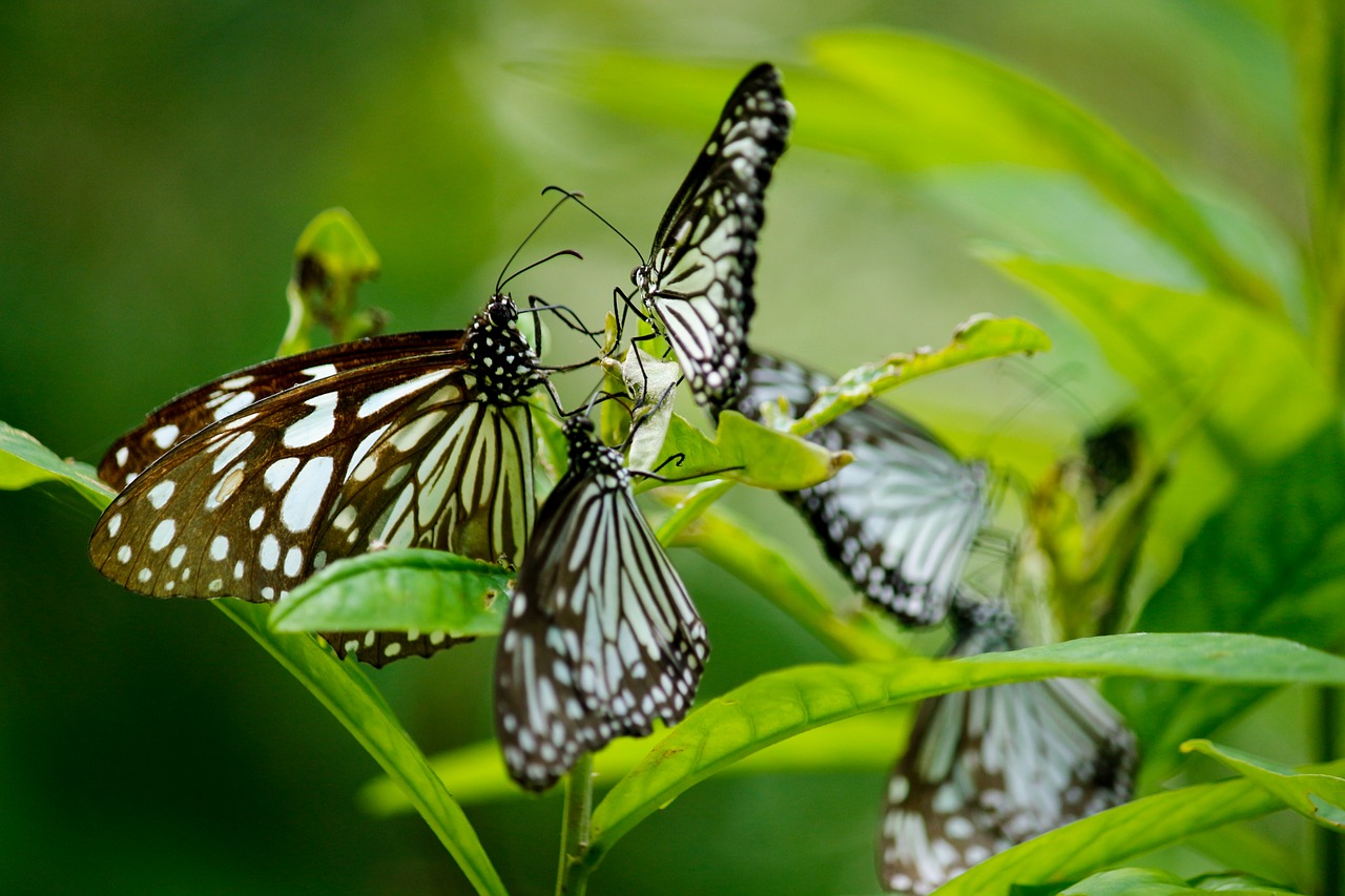 Image - butterfly blue tiger butterfly