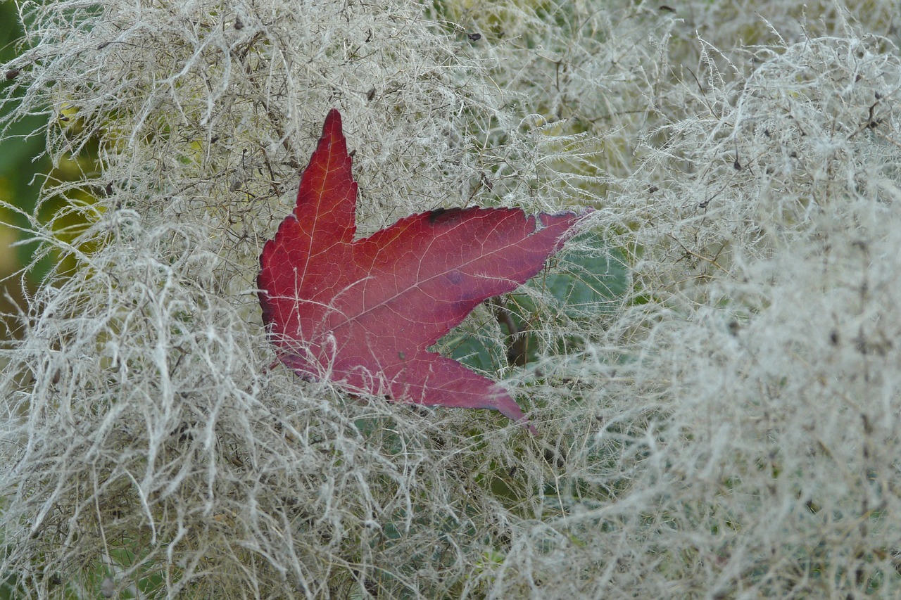 Image - autumn leaves red white down