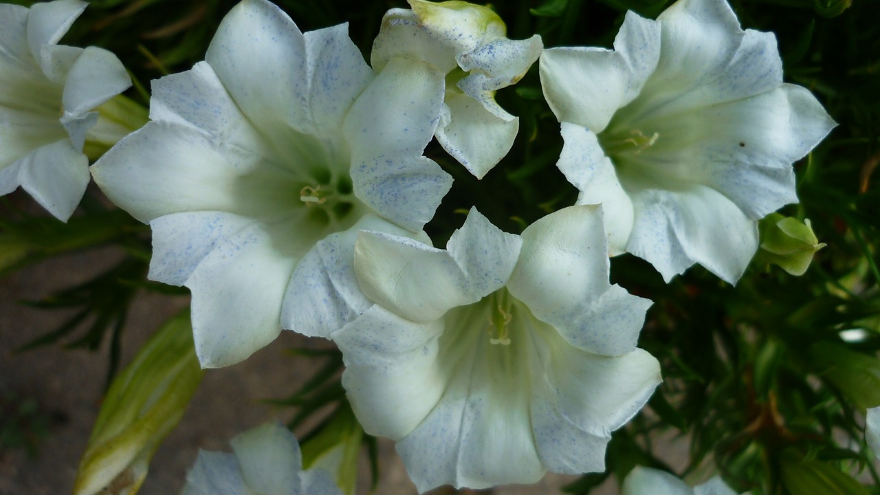 Image - gentian flower white blossom bloom