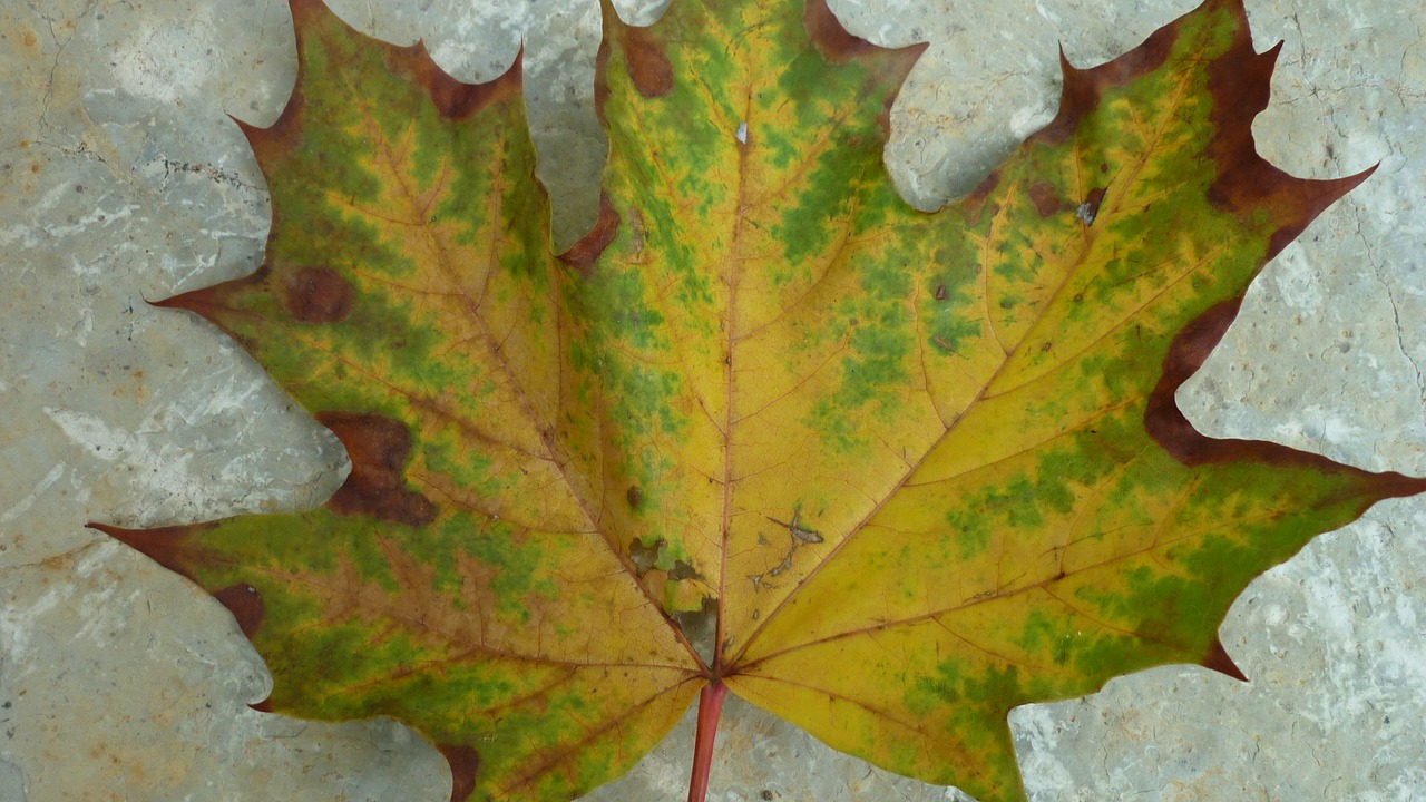 Image - autumn leaf sycamore leaf color