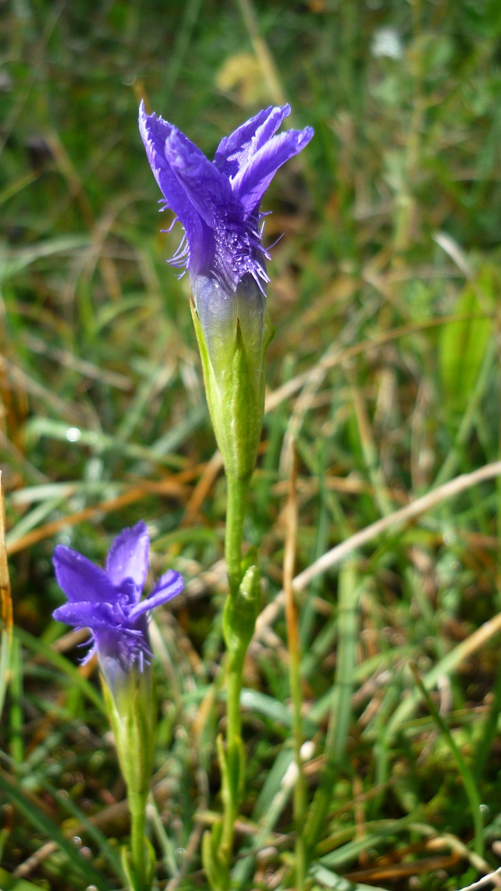 Image - fringed gentian flower blossom