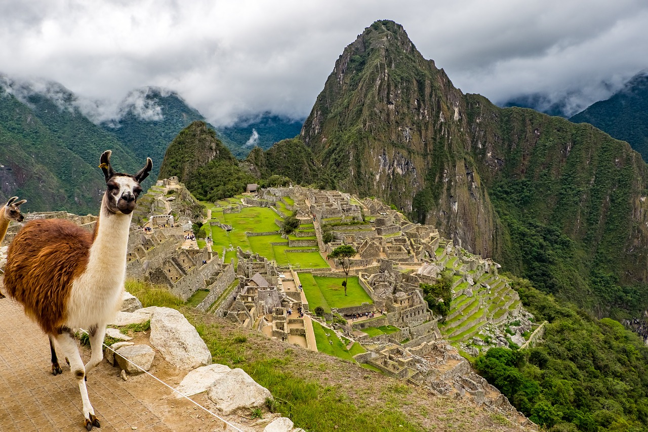 Image - peru machu picchu lama