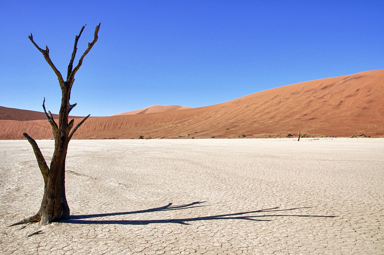 Image - namibia death vlei tree desert