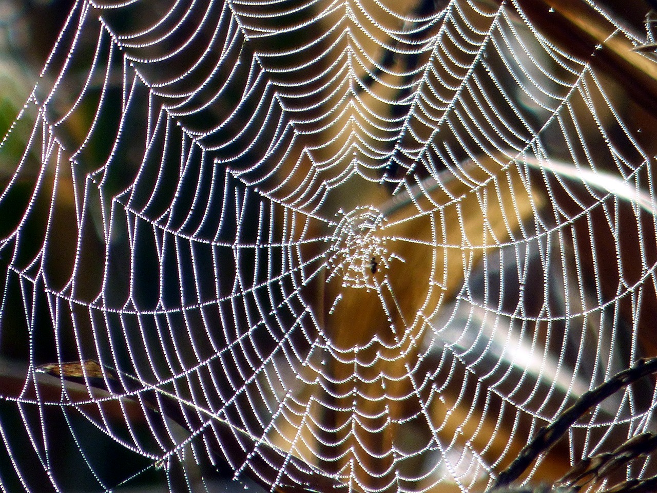 Image - canvas spider nature macro silk