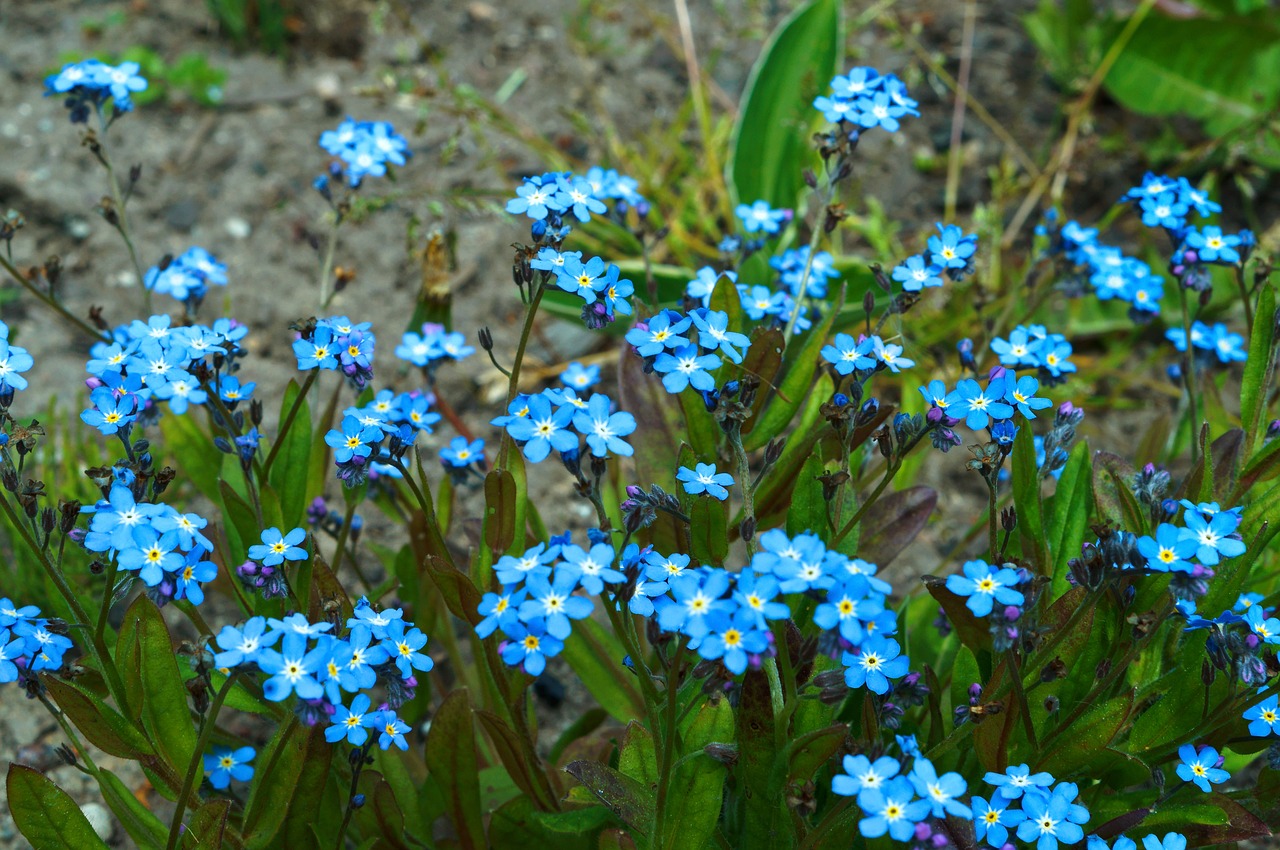 Image - me nots flower spring nature