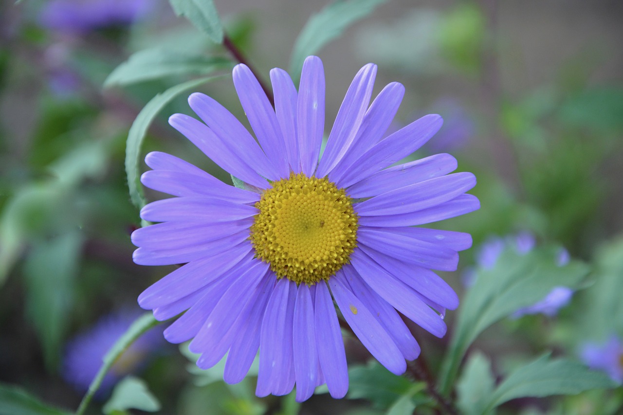 Image - flower petals purple nature garden