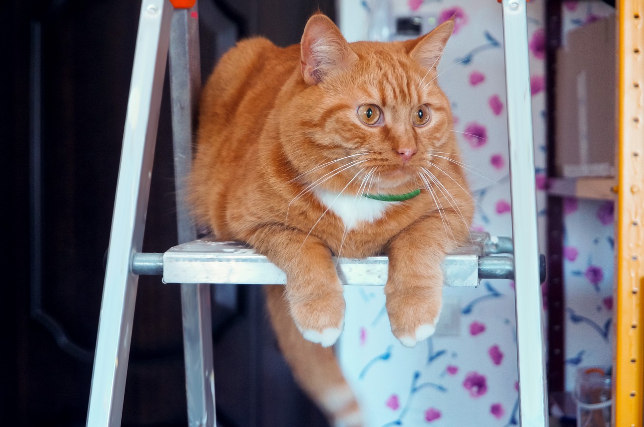 Image - animals cats pets red home cute