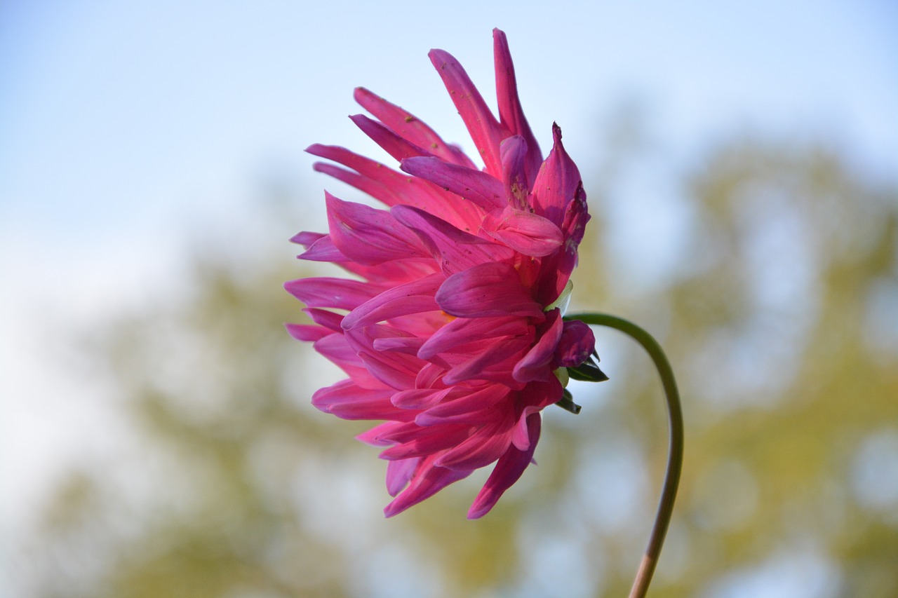 Image - flower flower profile flowers