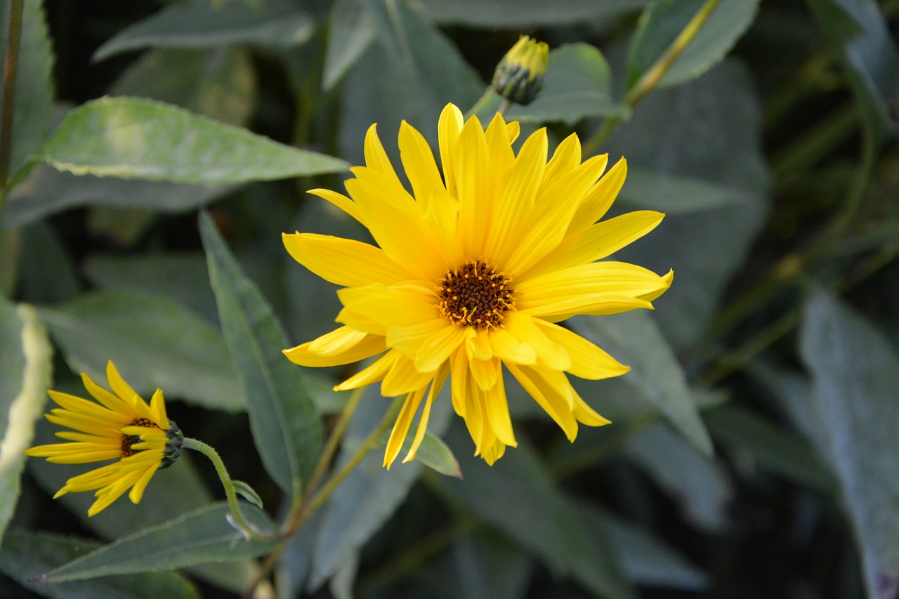 Image - flower flowers yellow petals garden