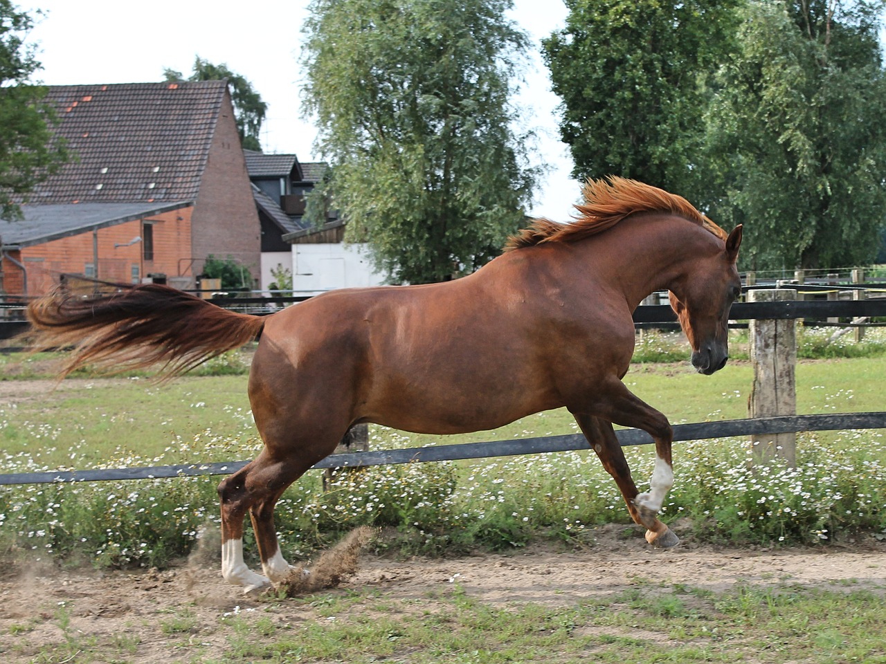 Image - horse warmblut paddock