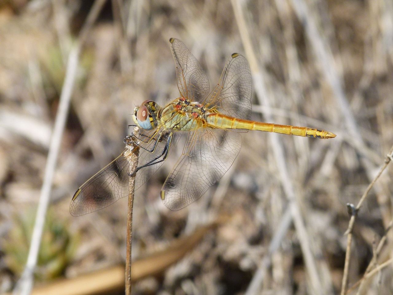 Image - dragonfly branch yellow dragonfly