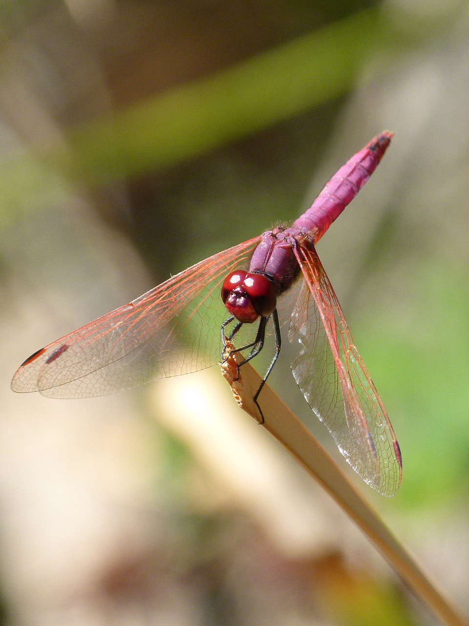 Image - dragonfly dragonfly garnet