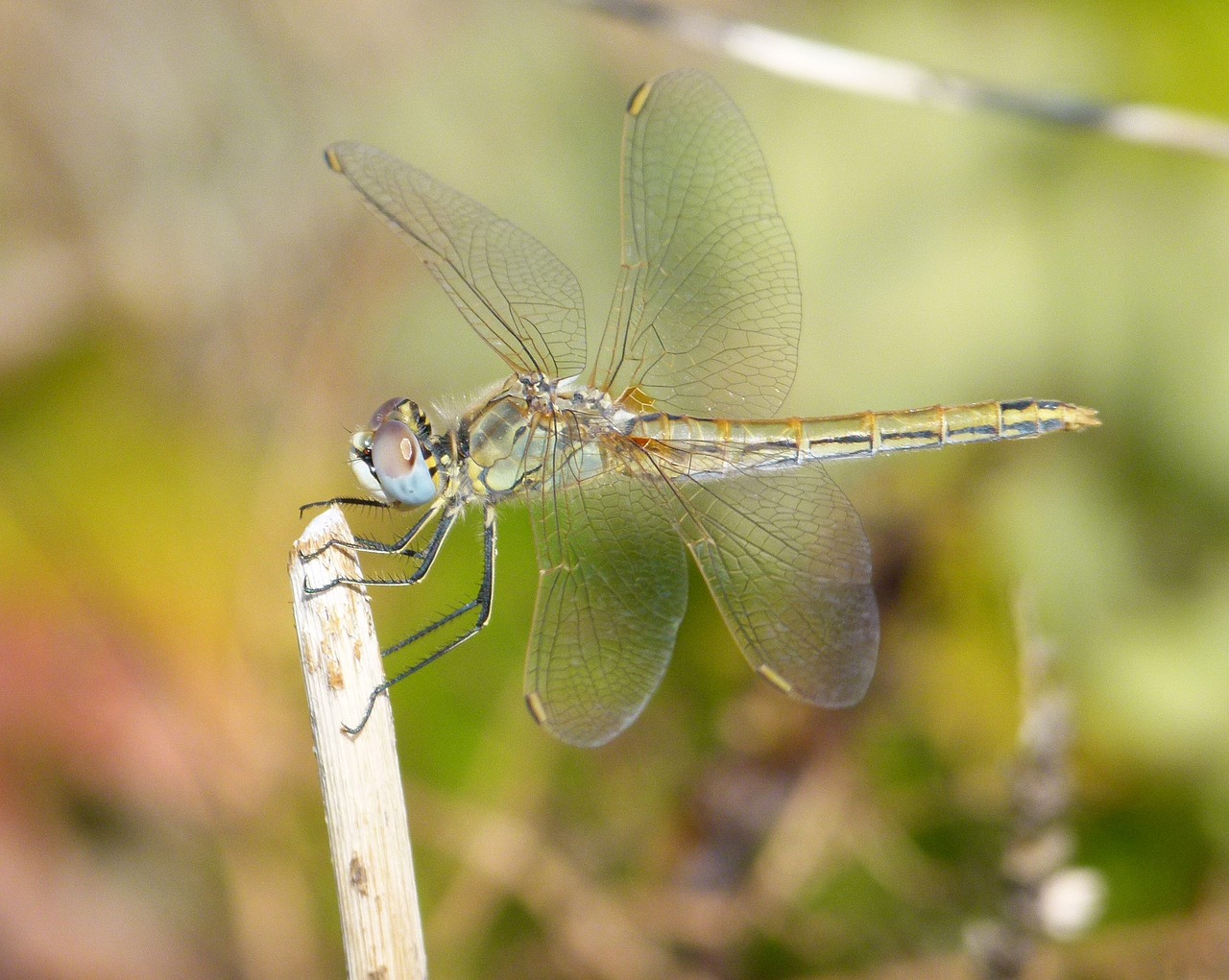 Image - dragonfly branch yellow dragonfly