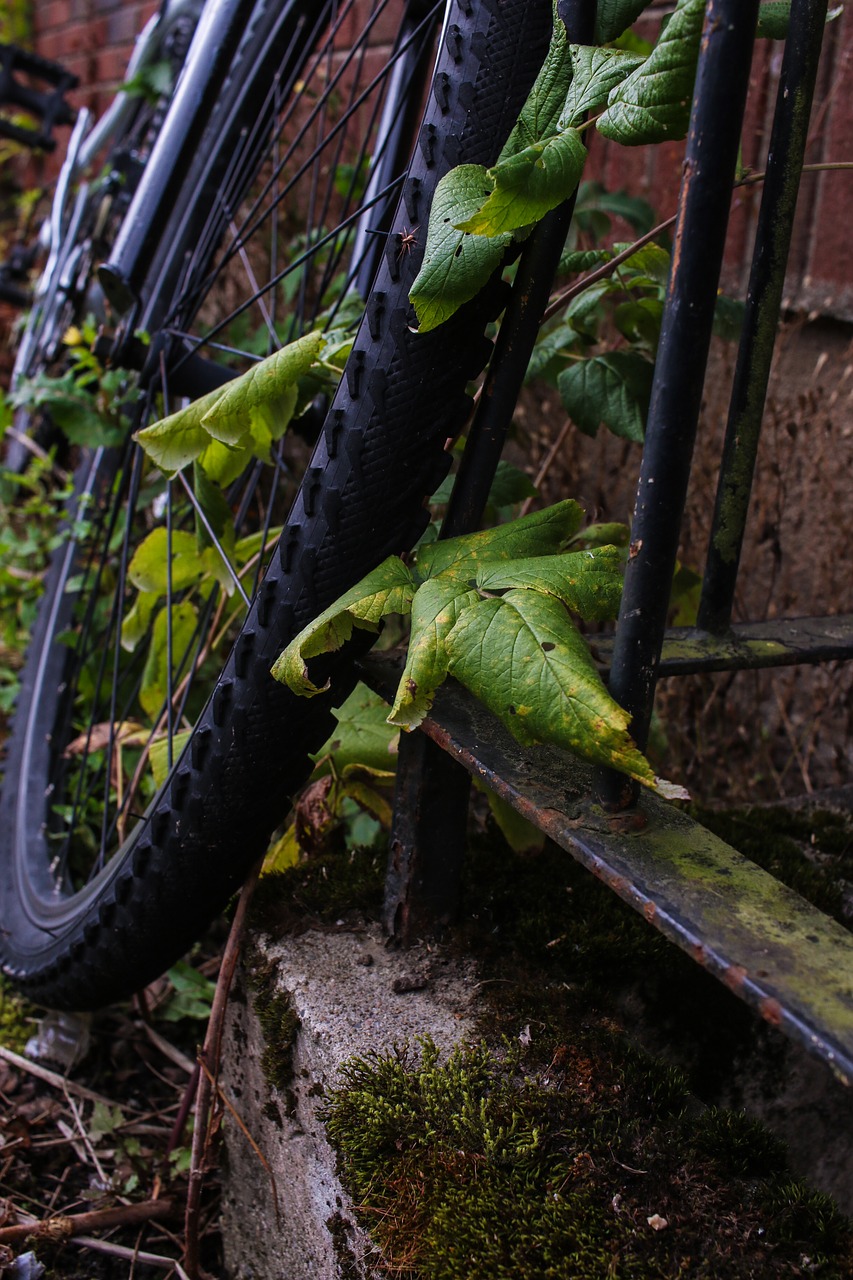 Image - wheel bike bicycle leaf autumn